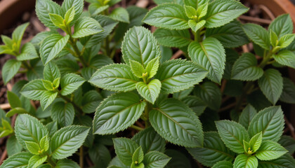 Thriving mint plant with vibrant green leaves in a terracotta pot, ideal for herbal tea, cooking, and home remedies