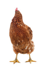 A brown chicken that turned its head.
