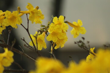 flora&ccedil;&atilde;o de ip&ecirc; amarelo em Bento Gon&ccedil;alves, Rio Grande do Sul 