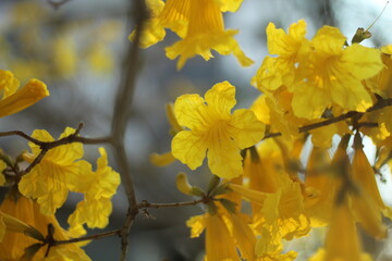 floração de ipê amarelo em Bento Gonçalves, Rio Grande do Sul 
