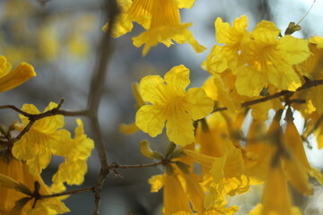 floração de ipê amarelo em Bento Gonçalves, Rio Grande do Sul 
