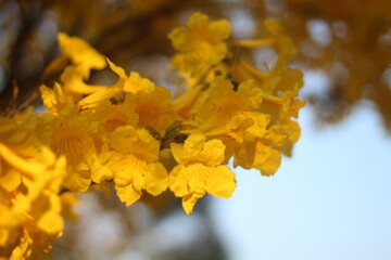 floração de ipê amarelo em Bento Gonçalves, Rio Grande do Sul 