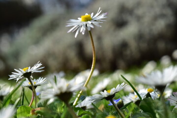 Ein Gänseblümchen auf einer Wiese überragt die anderen