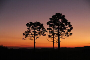 silhueta de araucária no por do sol, em são josé dos ausentes, rio grande do sul 