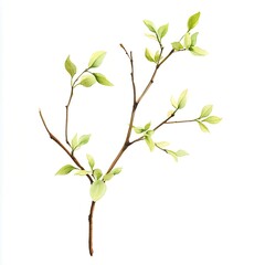 Watercolor Spring Branches