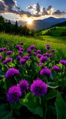 Fototapeta premium Vibrant purple thistle flowers in mountain meadow at sunset, dramatic sunburst through clouds illuminating green rolling hills and distant peaks in golden evening light.