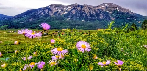 Fototapeta premium alpine meadow with wildflowers