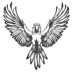 Obraz premium Soaring Wings: A striking illustration of a parrot with expansive wings, depicting its flight or freedom. Detailed lines create a sense of movement.