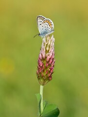 wildlife photos. photos of butterflies in natural areas.