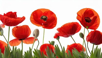Obraz premium Vibrant Red Poppy Blossoms in Isolated Bloom Against a Pure White Background, Springtimes Radiant Beauty Showcased in a Stunning Close Up