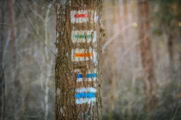 A tree trunk with colorful painted trail markers indicating different hiking routes. The forest...