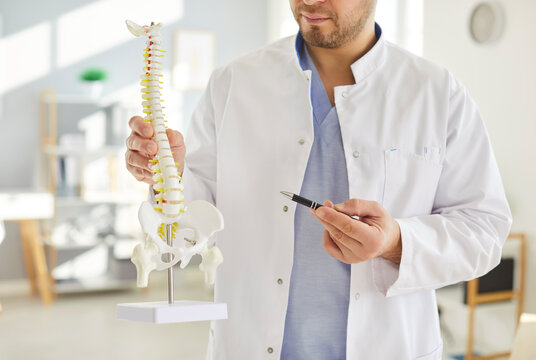 Orthopedist doctor holding spinal cord model, spine pain treatment, explaining anatomy, skeletal system study in anatomical chiropractic office, medical science classroom, backbone illness or injury