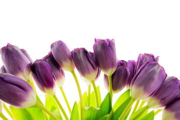 Elegant bouquet of purple tulips with fresh green leaves arranged for decoration or gifting in a...