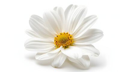 Obraz premium A white flower with a yellow center
