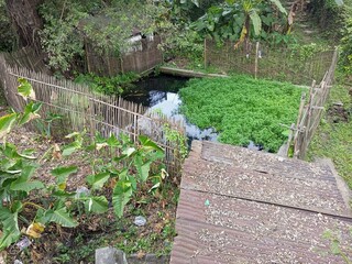Tranquil Pond with Lush Green Taro and Bamboo Fence