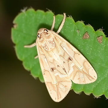 Adult Scaly-legged Pyralid Moth