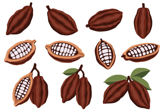 Fototapeta Set of cocoa beans vector logo isolated on white background.perfect for wallpaper or design elements