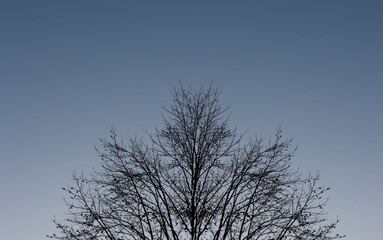 tree in winter against blue sky