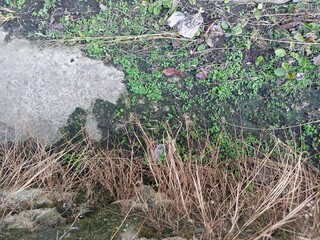 Patch of Concrete Slab Surrounded by Wild Vegetation (1)