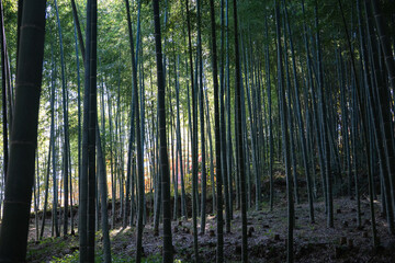 Floresta de bambu de Arashiyama em Kyoto, Jap&atilde;o