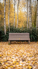 Serene autumn scene with wooden bench surrounded by birch trees and fallen leaves