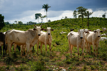 Illegal deforestation for cattle ranching on indigenous land reserve Amazon rainforest, Para,...