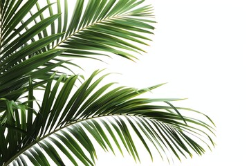 Fototapeta premium Palm Fronds Isolated on White Background for Tropical Design Elements