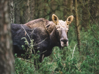 portrait of a moose peeking out from behind a tree