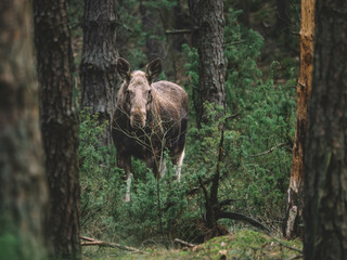 Obraz premium female moose looking out from the bushes