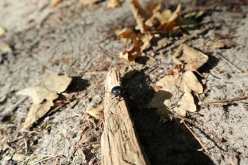 a shiny black beetle crawls on a branch among dry orange leaves on a sunny day