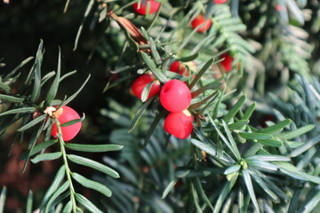 Taxus green branch with red poisonous berries on a green background.