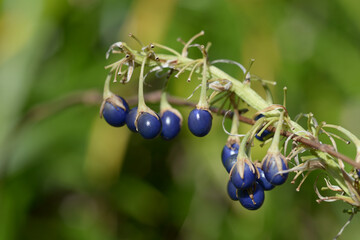 ノシランのタネ