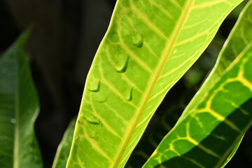 Underside view of fresh gold dust croton leaf with Water droplets © Pics Man24