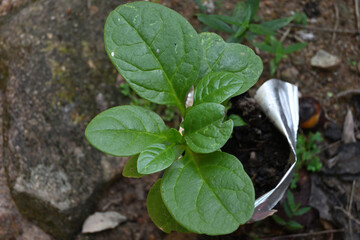 View of a small green spinach plant growing in a polythene bag