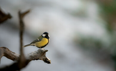 Great tit (Parus major) perched at the edge of a branch with a blurred background and copy space in Stockholm, Sweden.