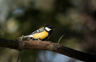 Great tit (Parus major) standing in the sun on a branch in a green forest in Sweden.