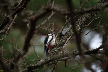 Great-spotted woodpecker (Dendrocopos major), perched on a lichen-covered tree in a lush green forest near Stockholm, Sweden.