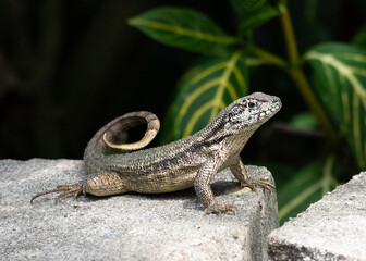 Curly-tailed lizard with gray brown dorsal scales and curled tail is resting on a gray stone block against a green leaf background.