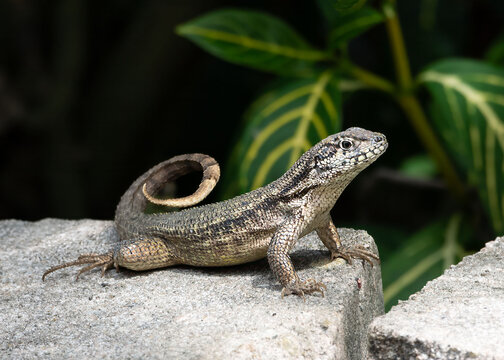 Curly-tailed lizard with gray brown dorsal scales and curled tail is resting on a gray stone block against a green leaf background.