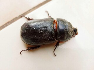 Oryctes rhinoceros or rhinoceros beetle or coconut rhinoceros beetle on the floor of the house