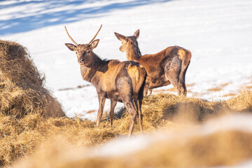 Young Deer (Cervus) animals walk on the slope and eat hay on the snowy hillside. Winter landscape in the mountains.