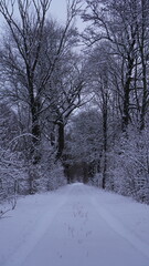 snow covered trees in winter