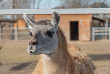 Alpaca in close-up, an animal of the Verdyudov family. The concept of animals, the zoo. farm