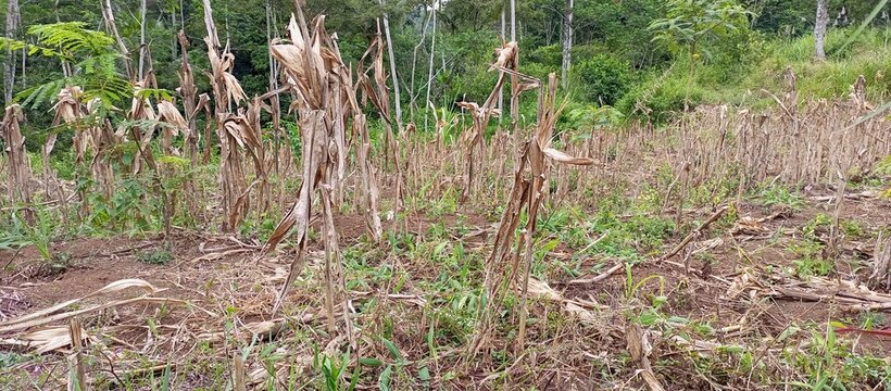 Dry Corn Field Stalks After Harvest Season (2)
