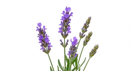 Obraz premium Photorealistic Close-Up of a Lavender Plant with Purple Blossoms