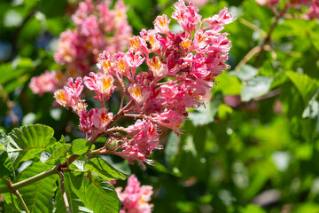Fototapeta premium Red Horse-Chestnut Flower (Aesculus carnea) close-up