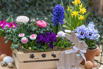 Oster-Arrangement mit Osterhasen und Frühlingsblumen in Holzkiste