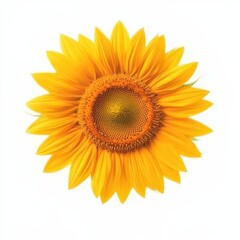 Fototapeta premium Bright Sunflower Blooming in a Vibrant Summer Garden: Nature’s Cheerful Floral Display. Isolated on white background