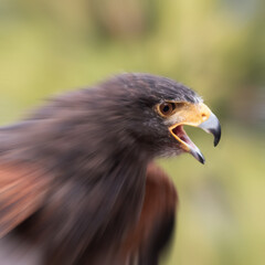 Rapace 2