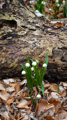 spring flowers on the ground, Śnieżycowy Jar Poland landscape flowers spring. White flowers in the flora Poznań